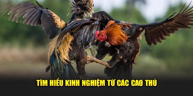 Đá gà Jun88: Khám Phá Thế Giới Đầy Hấp Dẫn Của Cá Cược 4 Khám phá thêm một vài kinh nghiệm từ các cao thủ