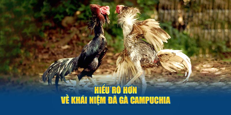 Hiểu rõ hơn về khái niệm đá gà Campuchia 